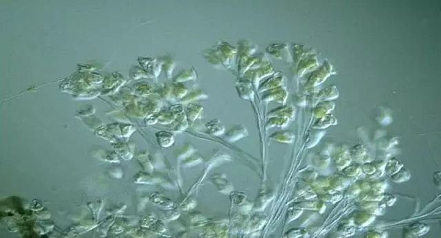 ĭVVEPSSҹIˮ̎gۻyܽ^ƿ̲ݾ!