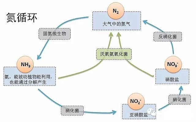 纖維球濾料廠家厭氧氨氧化在全球的發展