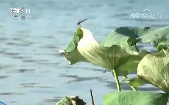 iɰVϏSҼӿ쾩򼽵ˮ