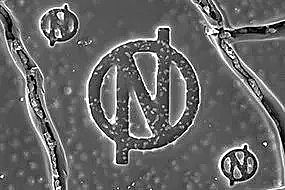 YȻXaSҬFȼgO䌢10ˮSͶʹ