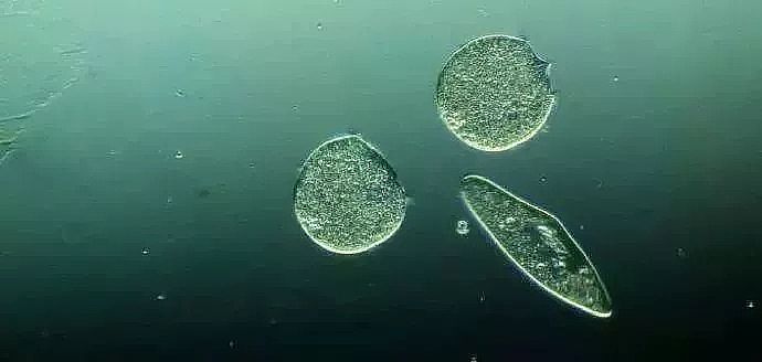 氯錠廠家循環(huán)冷卻水系統(tǒng)微生物的控制方法