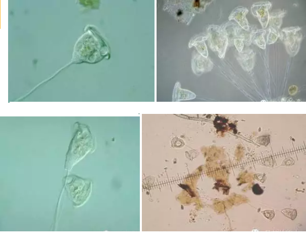 優質果殼濾料廠家污水處理指示性微生物大全!敏感者慎入