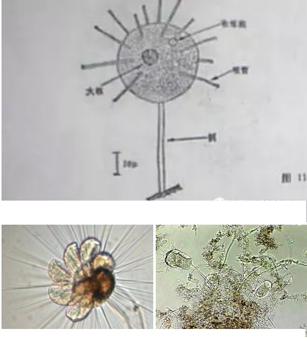 優質果殼濾料廠家污水處理指示性微生物大全!敏感者慎入