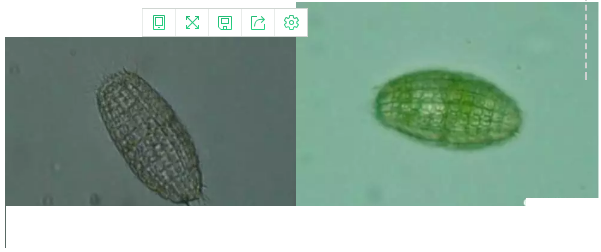 優質果殼濾料廠家污水處理指示性微生物大全!敏感者慎入