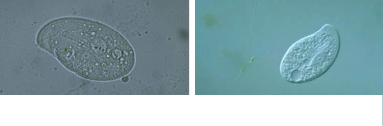 優質果殼濾料廠家污水處理指示性微生物大全!敏感者慎入