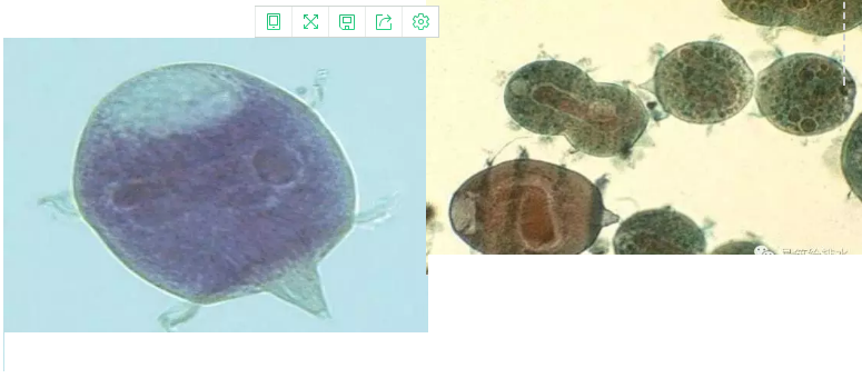 優質果殼濾料廠家污水處理指示性微生物大全!敏感者慎入