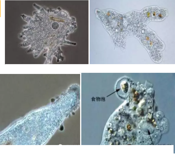 優質果殼濾料廠家污水處理指示性微生物大全!敏感者慎入