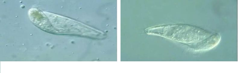 優質果殼濾料廠家污水處理指示性微生物大全!敏感者慎入