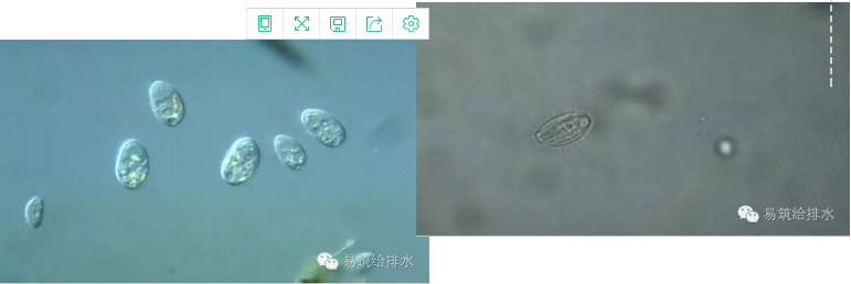 優質果殼濾料廠家污水處理指示性微生物大全!敏感者慎入