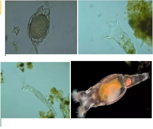 優質果殼濾料廠家污水處理指示性微生物大全!敏感者慎入