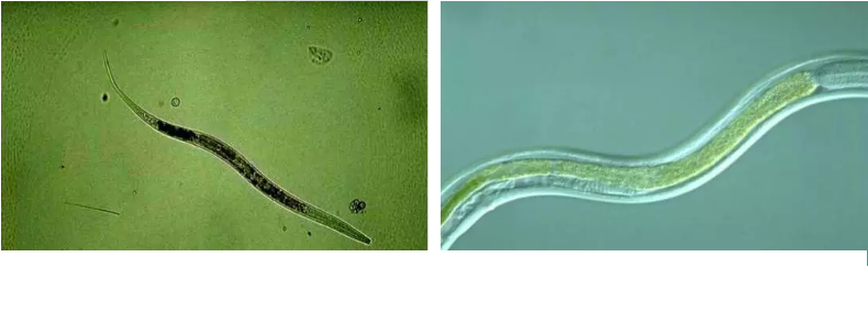 優質果殼濾料廠家污水處理指示性微生物大全!敏感者慎入