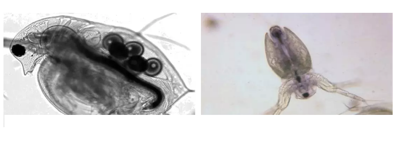 優質果殼濾料廠家污水處理指示性微生物大全!敏感者慎入