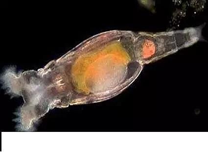 優質果殼濾料廠家污水處理指示性微生物大全!敏感者慎入