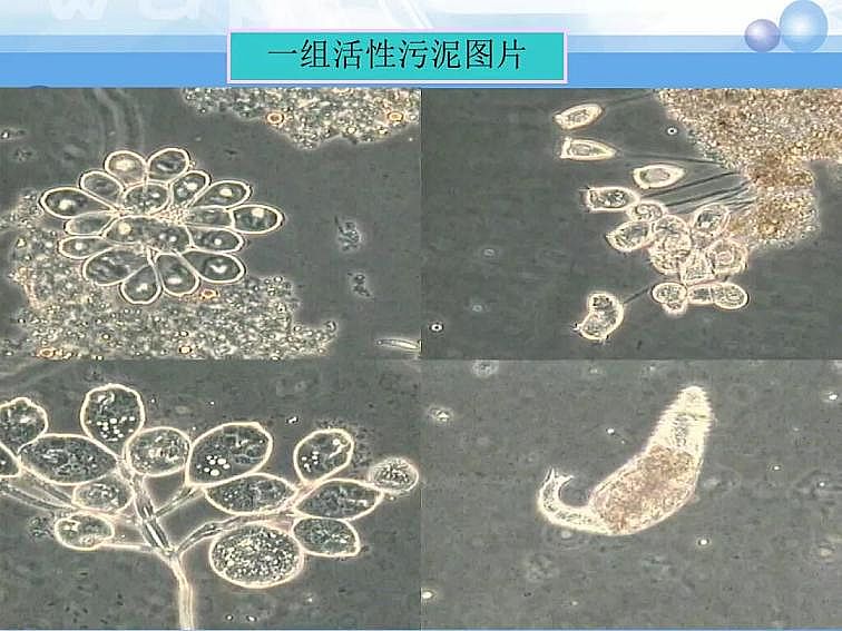 2020ca(chn)SPPTԔ෨ԭc(yng)