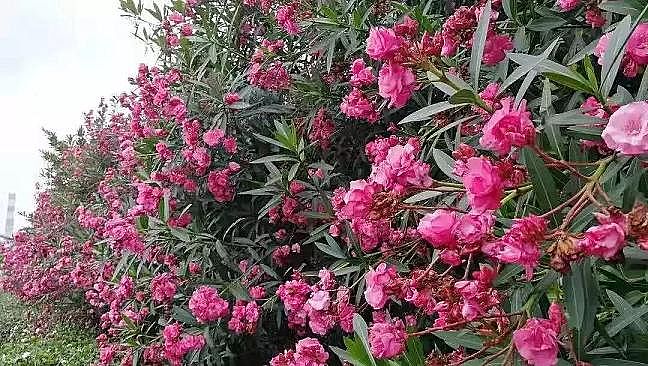 2020ۺȻFPAFCS_(ki)(chung)BOOұИI(y)h(hun)ģʽ