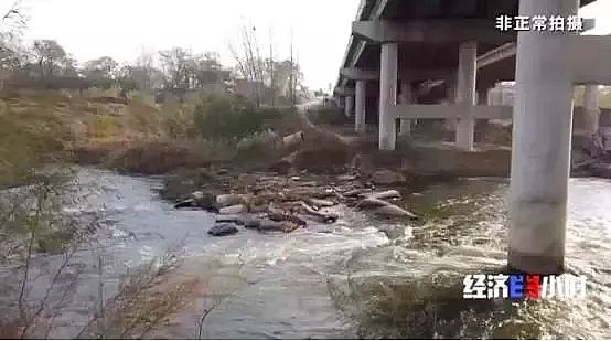 仁源水處理濾料生產廠家木魚石生產濾料觸目驚心!黃金冶煉廠廢液廢料污染黃河支流 村民:小鳥喝了就死!