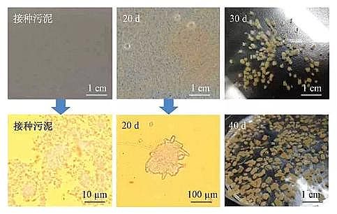 高規格粉狀活性炭生產廠家好氧顆粒污泥+膜生物反應器處理城市生活污水:污泥形成、污染物去除效果
