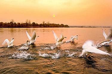 高品質殺菌劑次氯酸鈉生產廠家中央重磅會議召開,全力推進黃河大保護大治理