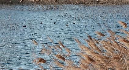 高品質殺菌劑次氯酸鈉生產廠家中央重磅會議召開,全力推進黃河大保護大治理