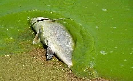 ¿AʽȻXSP(gun)ˮa(chn)B(yng)ֳI(y)Uˮ̎