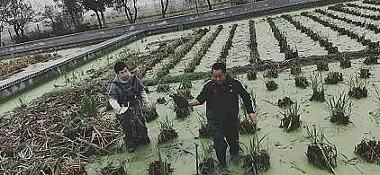 ʽwϏSB(ti)B(yng)βˮAҦ̽ˮa(chn)B(yng)ֳGɫ֮·