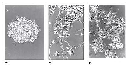 h(hun)۠̿SˮS(yng)Ûļg(sh)