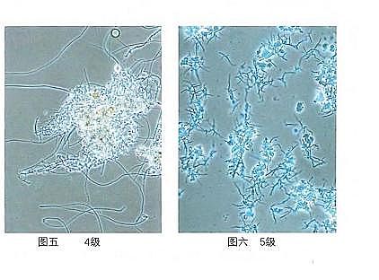 h(hun)۠̿SˮS(yng)Ûļg(sh)