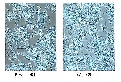 h(hun)۠̿SˮS(yng)Ûļg(sh)