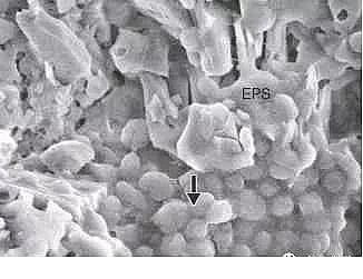 h(hun)۠̿SˮS(yng)Ûļg(sh)