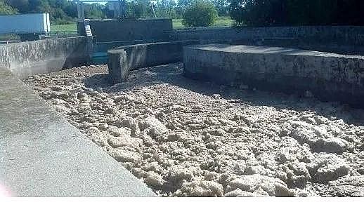 Ʒ|(zh)Ҭ̿SÛĭM. parvicellaĺ(jin)