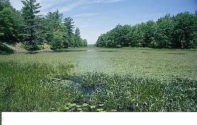 Ϻ13XӺYSˮ̎Ɍ(sh)F(xin)B(yng)к͡