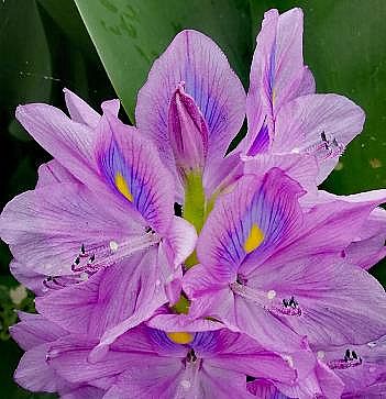 ϵxӾ۱ϩHPAMS​ֲIBˮwޏо