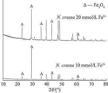 Ʒ|ĩ۠̿aSVƂ{F䌦׻{