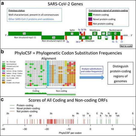 精良泡沫濾珠濾料生產(chǎn)廠家搜尋污水中的奧密克戎/Omicron病毒